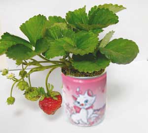 Can Vegetables & Fruits